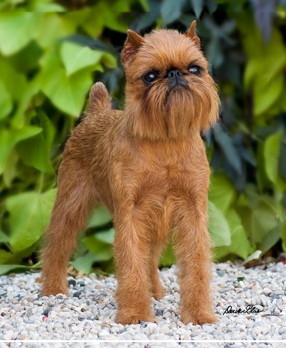 Brussels Griffon​ standing in front of tree