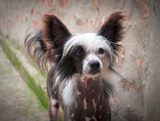 Chinese Crested​ standing in front of wall