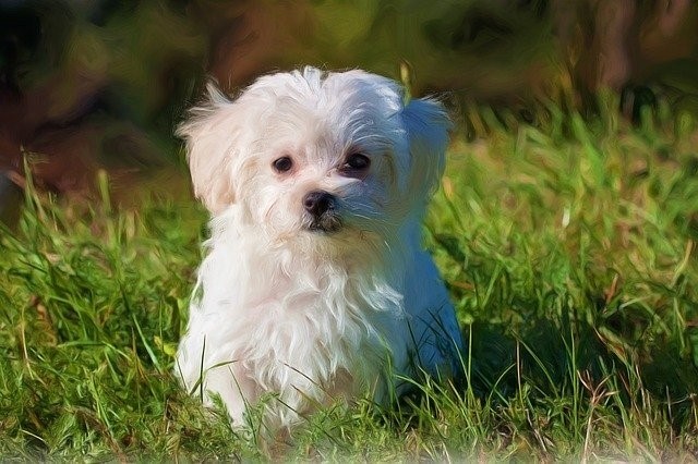 Maltese playing in the grass