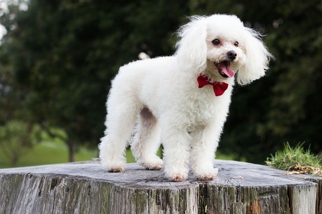 Toy poodle standing on stump