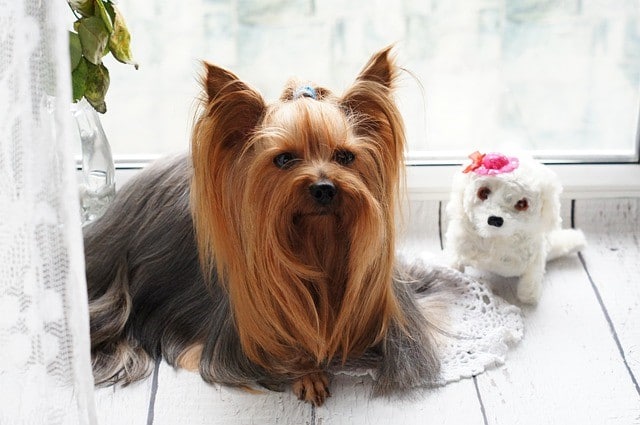 Yorkshire Terrier​ with its toy