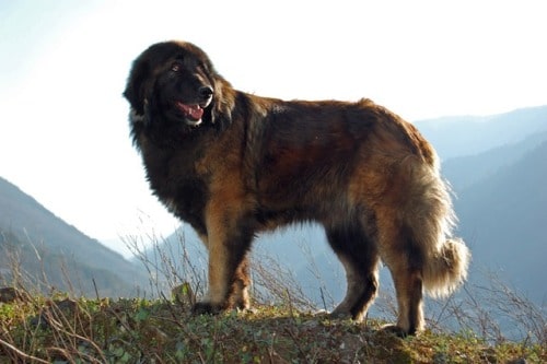 Estrela Mountain Dog​