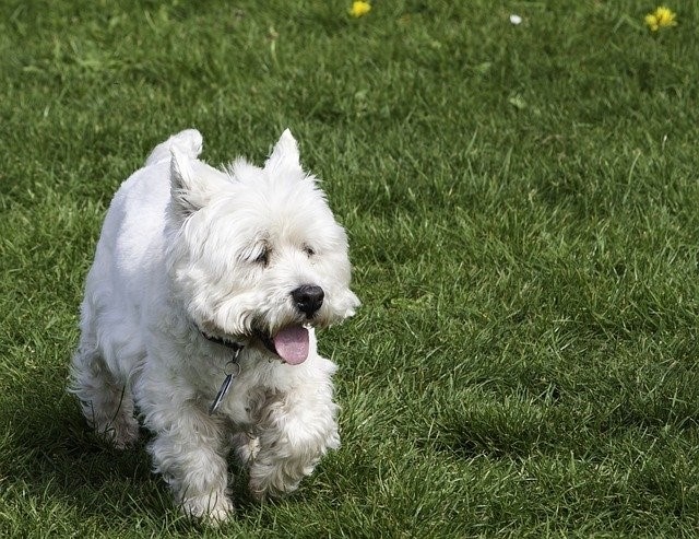 West Highland White Terrier​