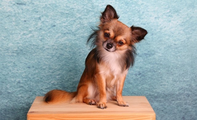 Chihuahua sitting on table