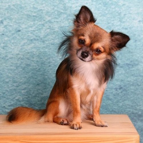 Chihuahua sitting on table